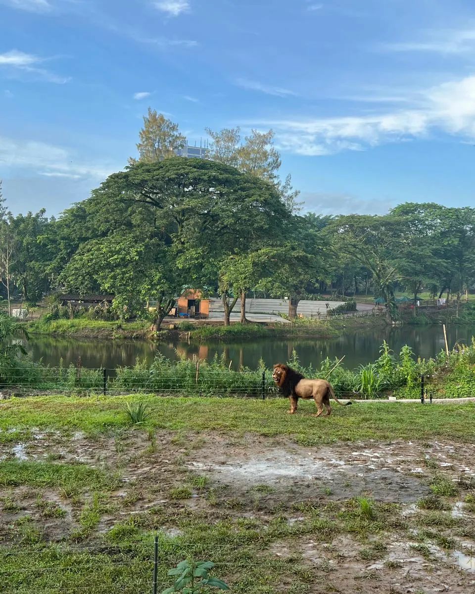 Terpantau Hewan Singa Solo Safari Muncul