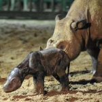 Lahir Anak Badak Sumatera di Way Kambas