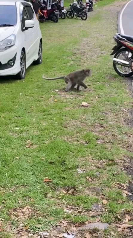 Dolan Tawangmangu Waspada Ketemu Monyet Liar