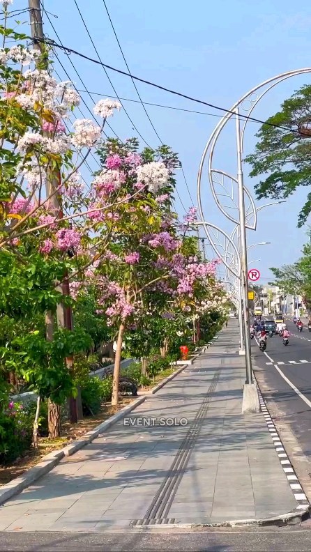 Keindahan Bunga Mekar di Jalan Pucangsawit Solo
